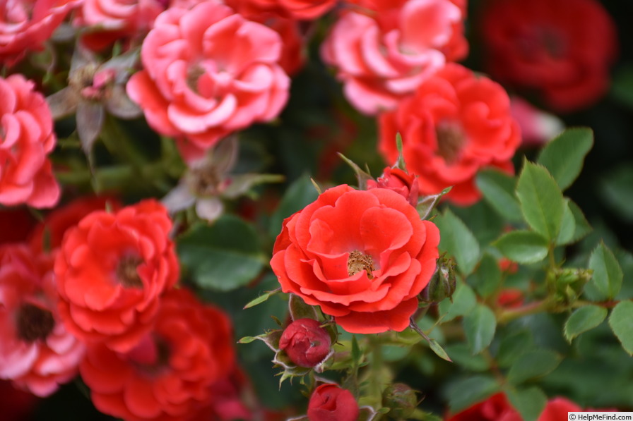 'POUlharm' rose photo