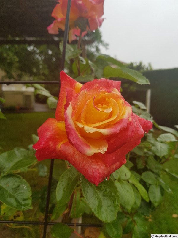 'BAIpeacesar' rose photo