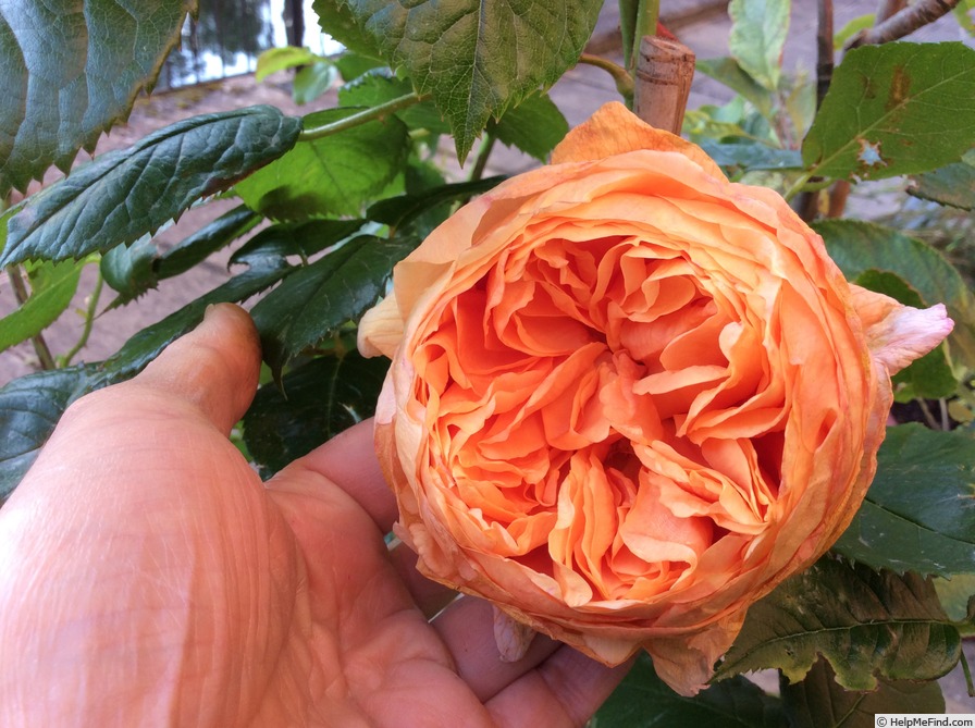 'Carolyn Knight' rose photo