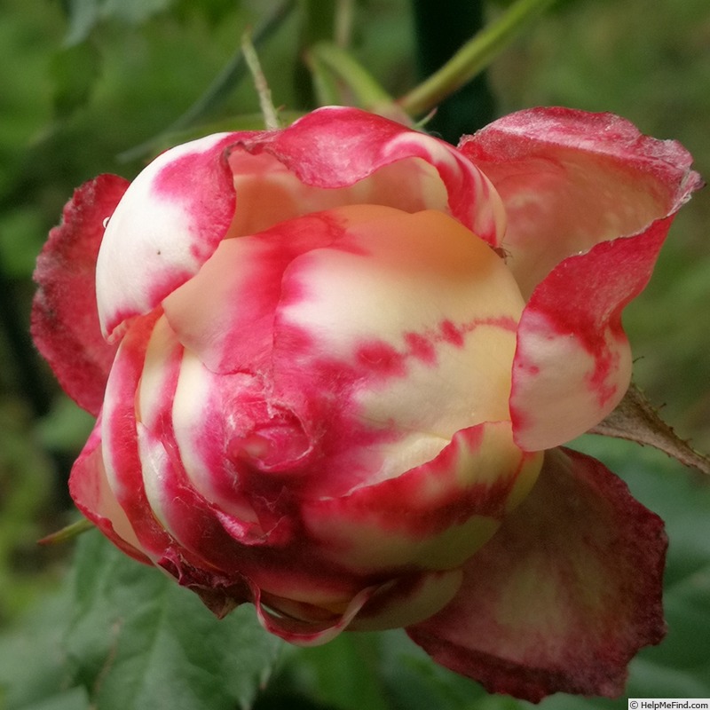 'Gänsemagd' rose photo