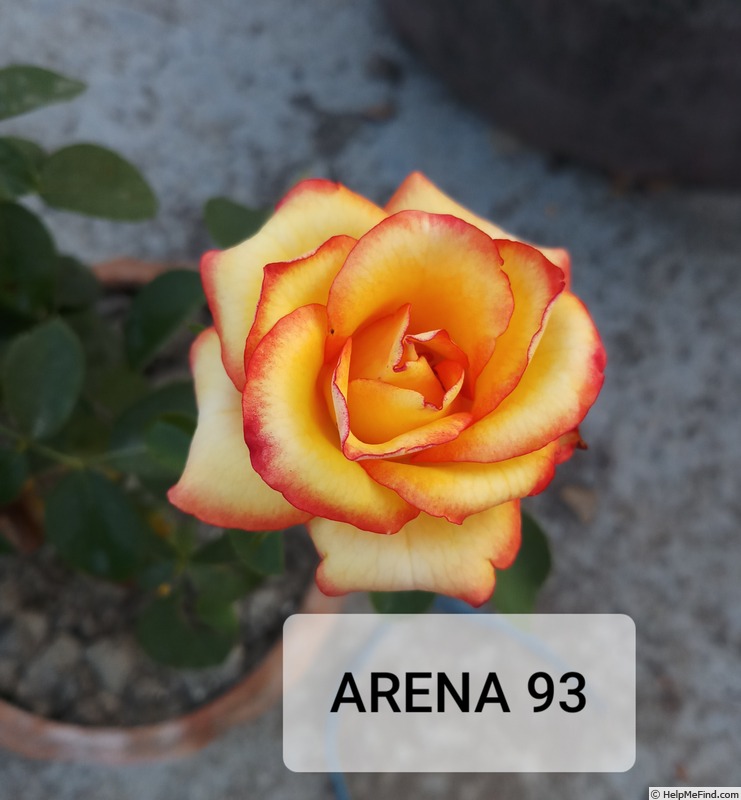 'Arena '93' rose photo
