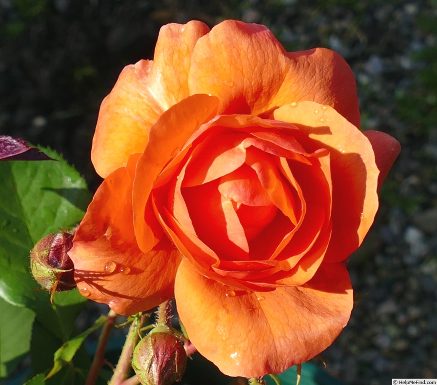 'Above All' rose photo