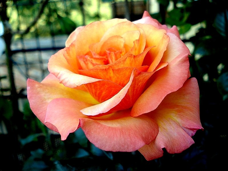'Soledad ®' rose photo
