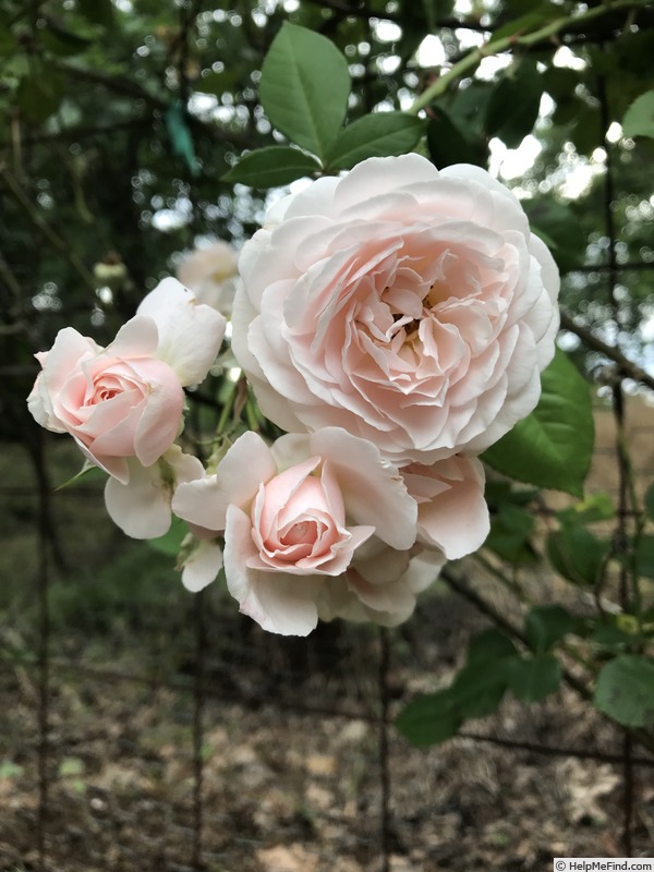'Moore Bouquet' rose photo