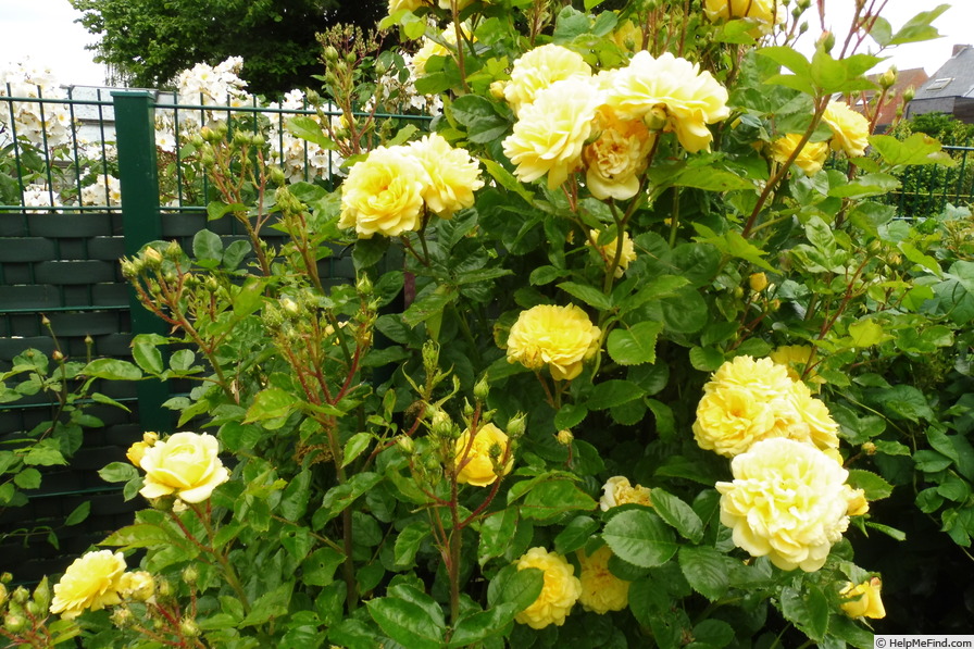 'Anny Duperey ®' rose, click to enlarge 'Anny Duperey ®' rose photo