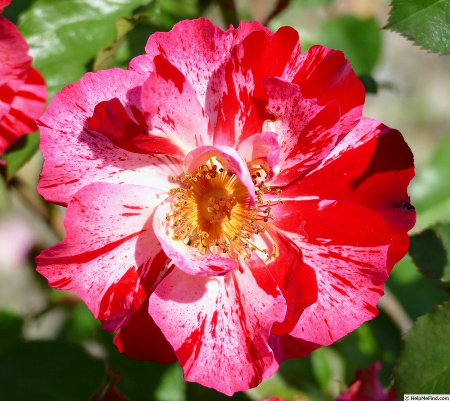 'Fourth of July' rose photo