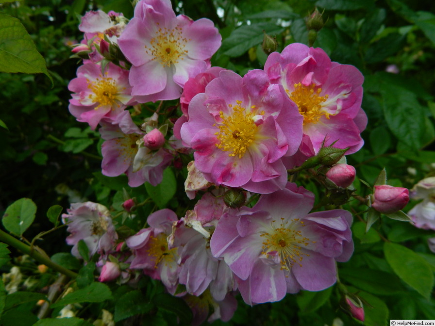 'Aquarelle Lavanda' rose, click to enlarge 'Aquarelle Lavanda' rose photo