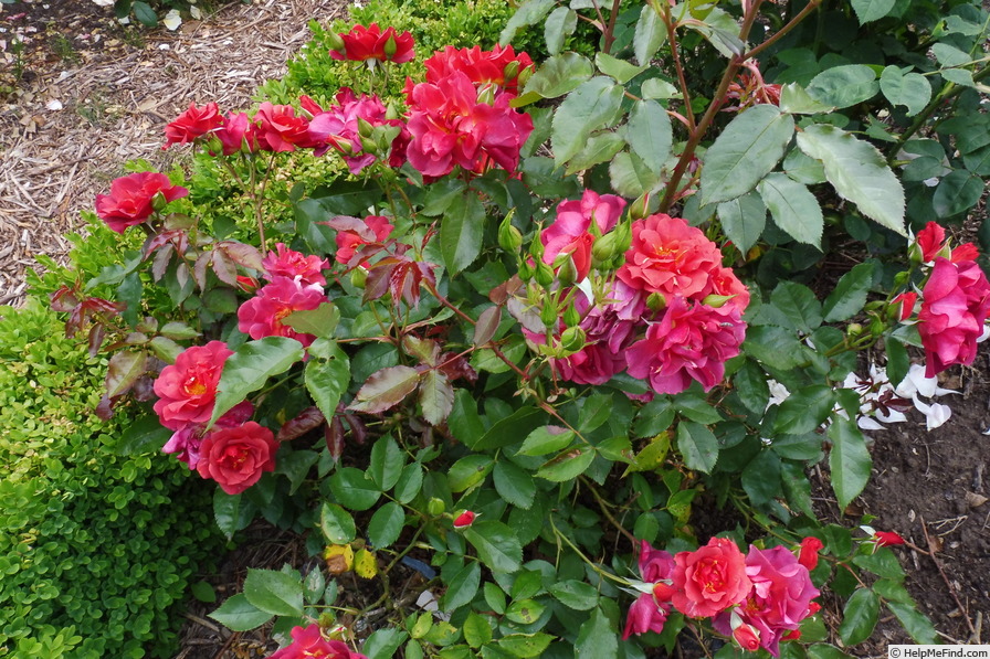 'Cinco de Mayo™ (floribunda, Carruth, 2006)' rose photo