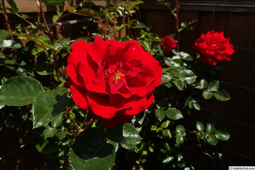 'High Flier' rose photo
