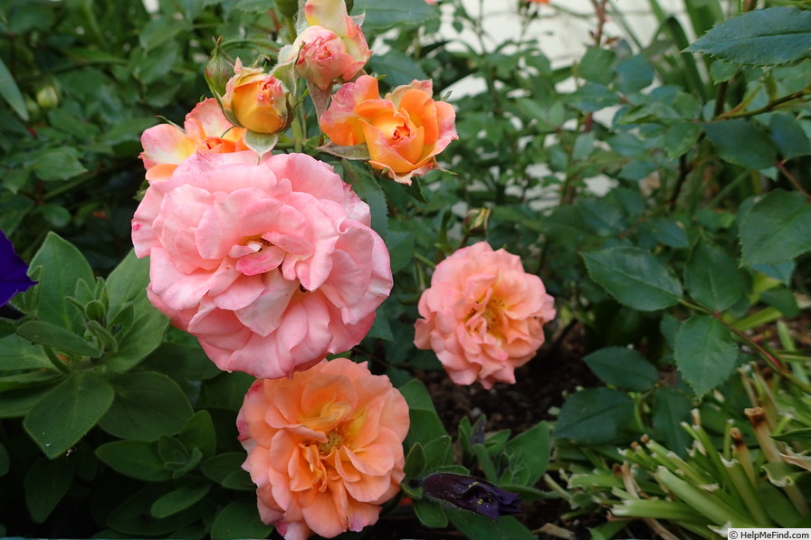 'Orange Honey' rose, click to enlarge 'Orange Honey' rose photo