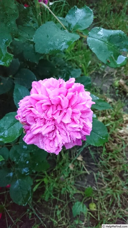 'Souvenir de l'Ami Labruyère' rose photo