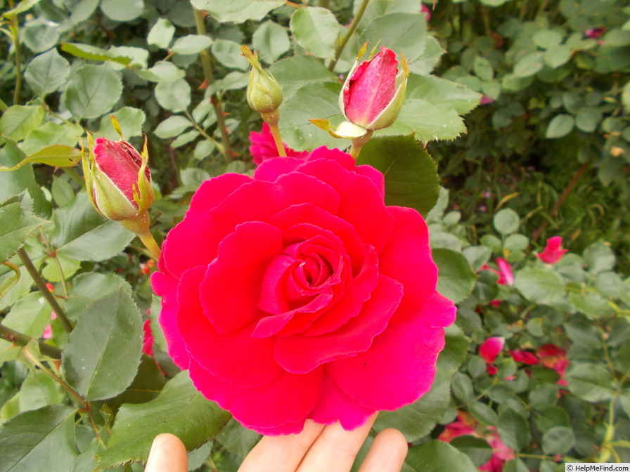 'High Society ™ (climber, Zary, 2001)' rose photo