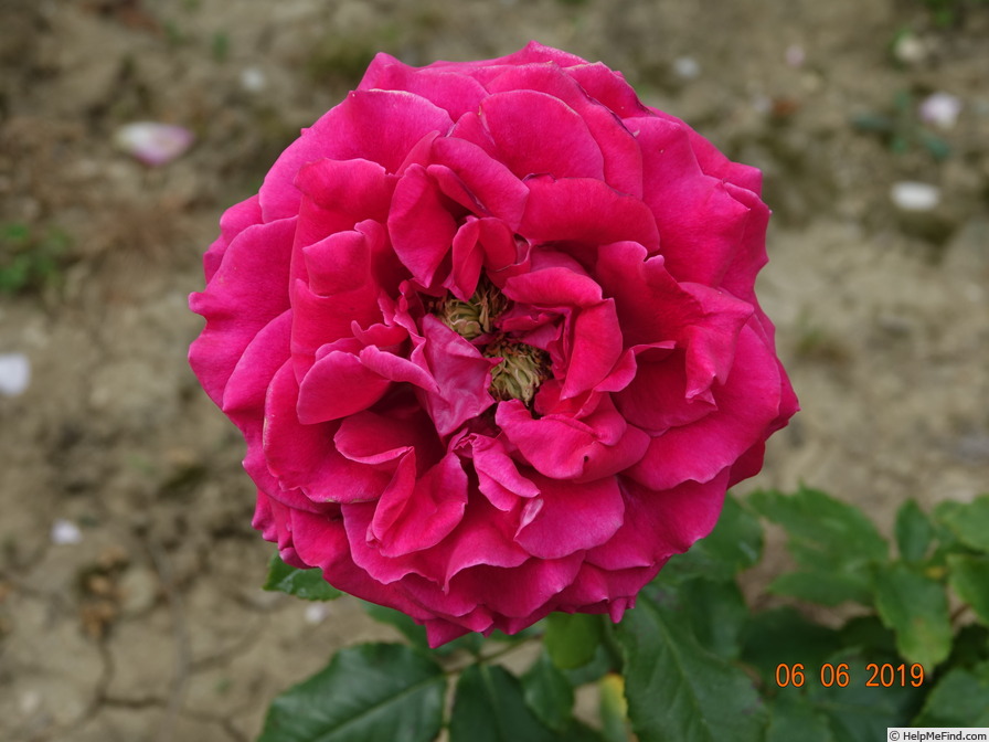 'Paris-Match ® (hybrid tea, Richardier 2004)' rose photo
