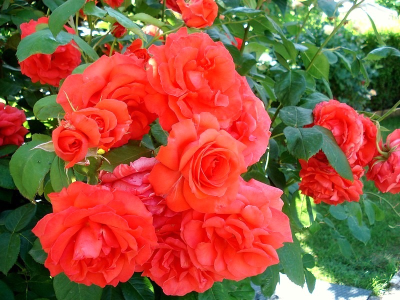 'Satellite ® (hybrid tea, Delbard, 1982)' rose photo
