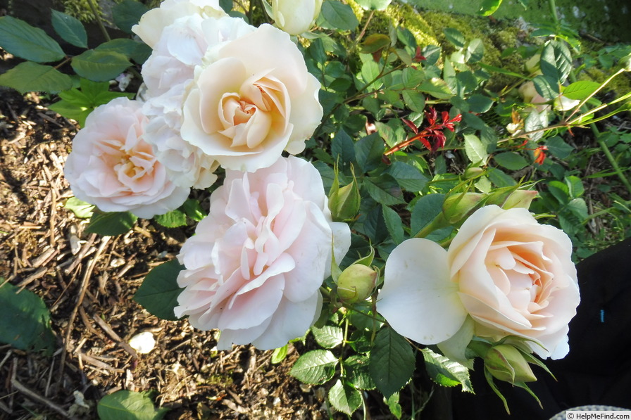 'Matthias Claudius ®' rose photo