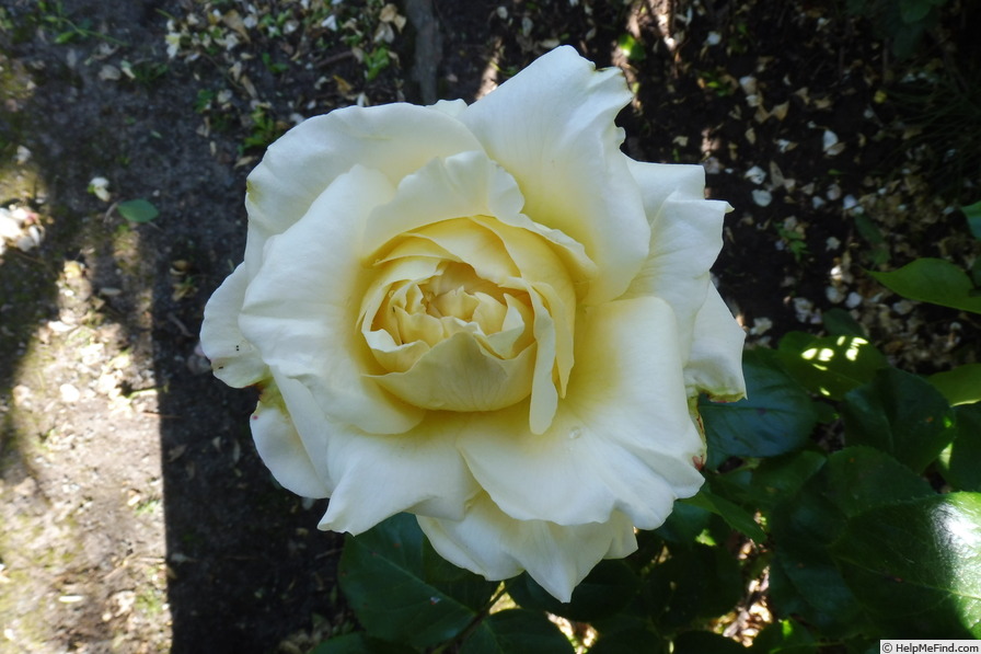 'La Perla ® (hybrid tea, Kordes 2000)' rose photo