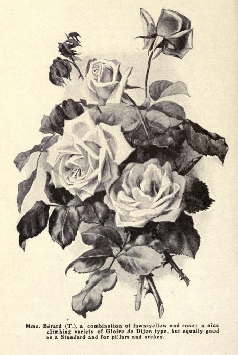 'Madame Bérard' rose photo
