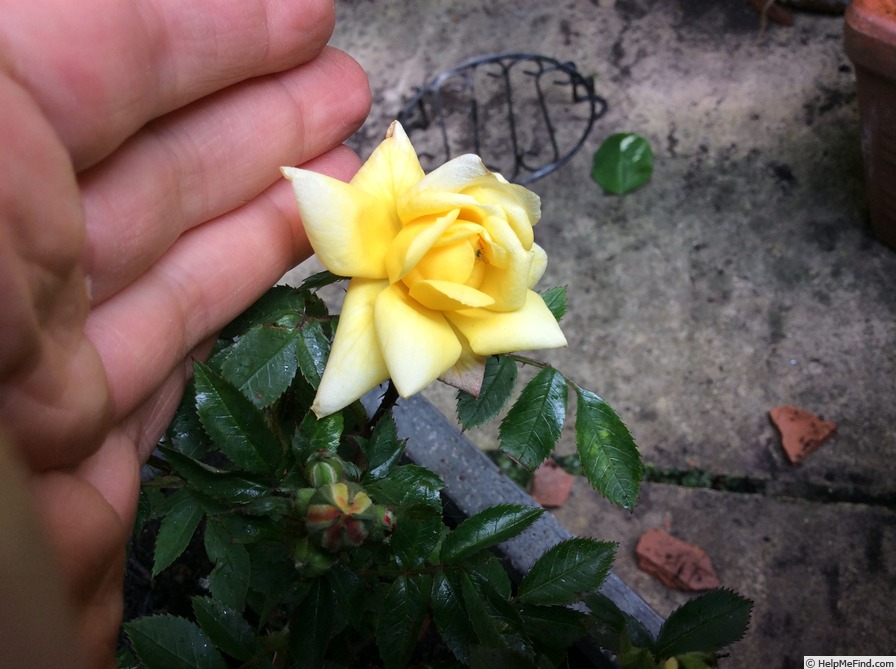 'Little Bit o' Sunshine' rose photo