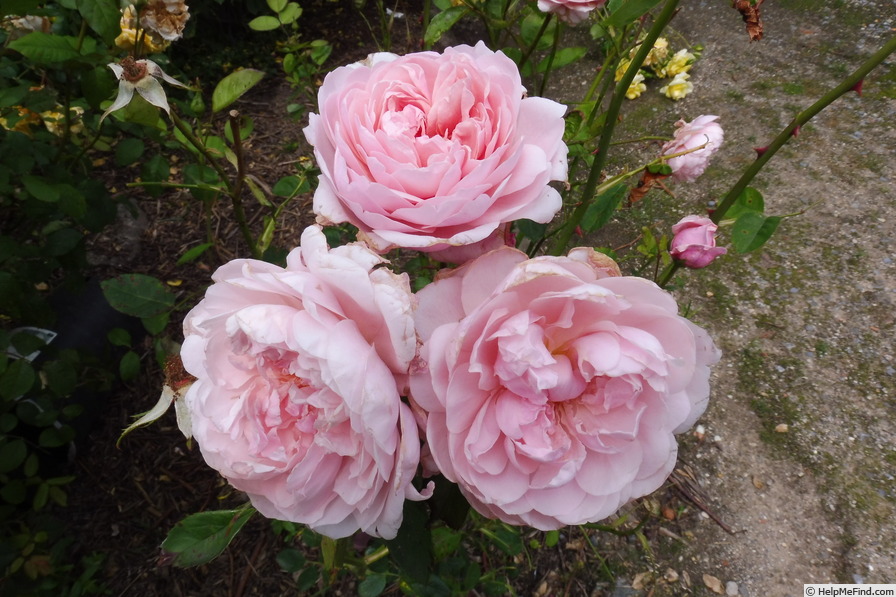 'The Alnwick Rose' rose photo