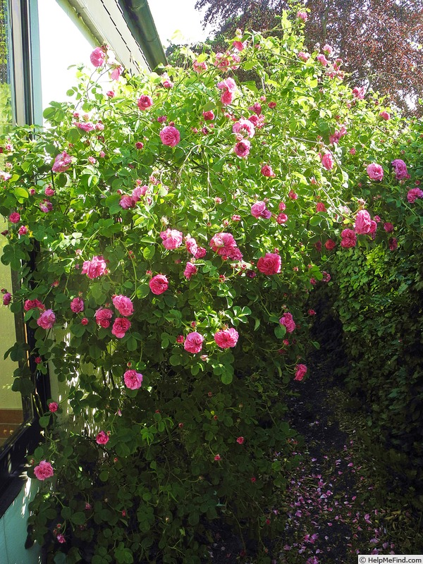 'Duc de Cambridge (damask, Laffay, 1840)' rose photo