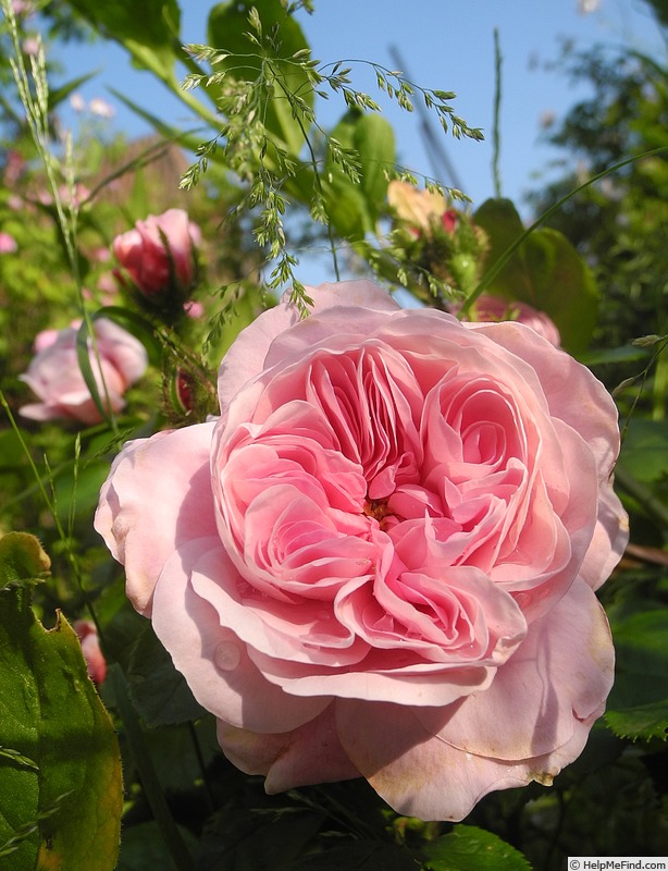 'Everblooming Moss' rose photo