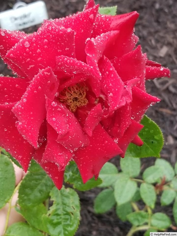 'Black Magic ® (hybrid tea, Evers/Tantau, 1995)' rose photo