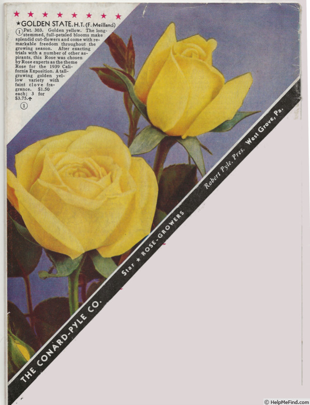 'Golden State (hybrid tea, Meilland 1937)' rose photo