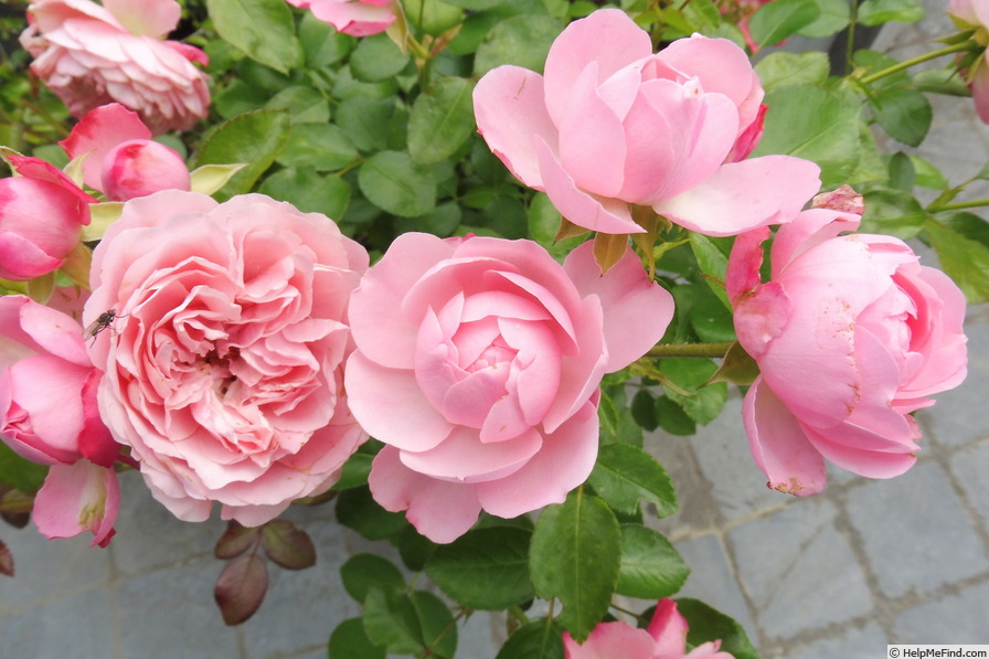 'Pink Meilove' rose photo