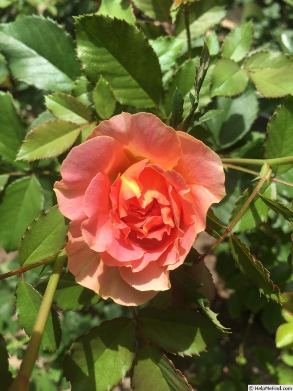 'Caribbean Breeze' rose photo
