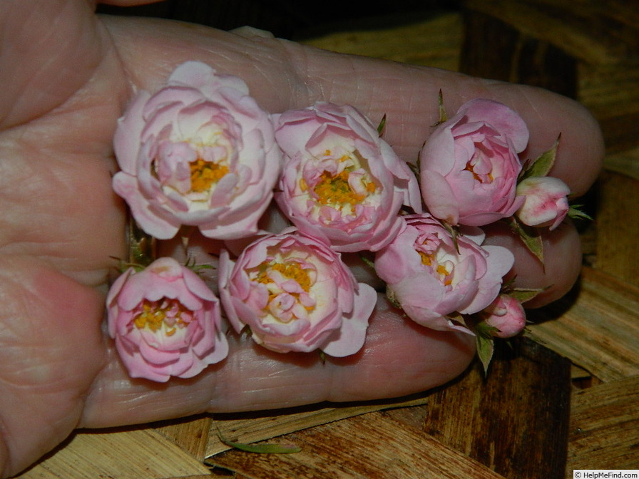'0-47-19 X Tom Thumb #2' rose photo