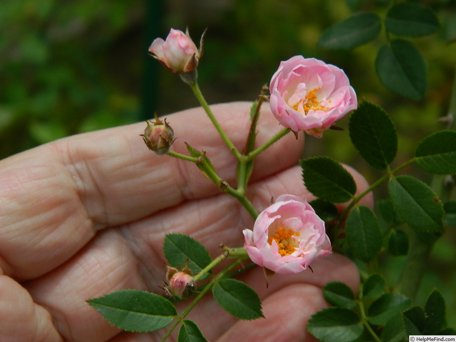 '0-47-19 X Tom Thumb #2' rose photo