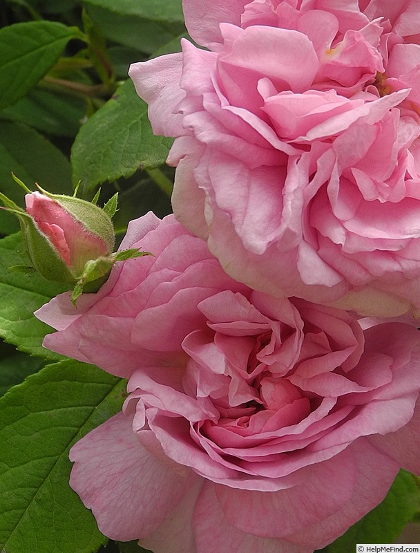 'Ispahan (damask, Unknown, before 1827)' rose photo