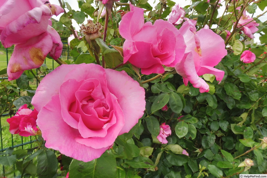 'McCartney Rose (hybrid tea, Meilland, 1995)' rose photo