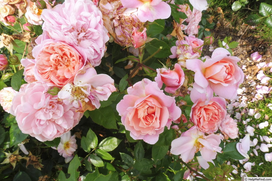 'Colette (climber, Meilland 1994)' rose photo