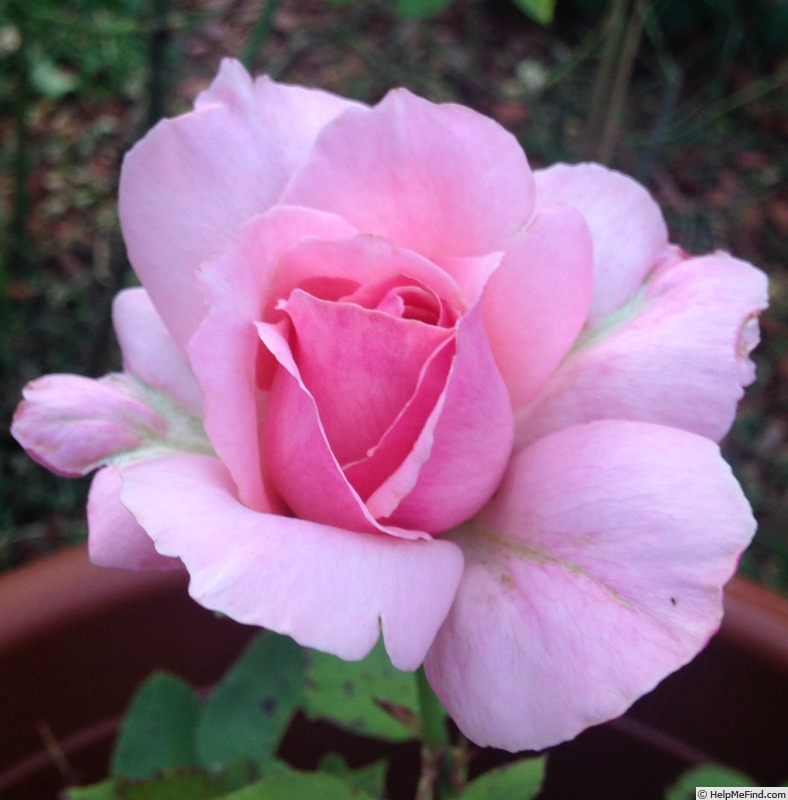 'Billy Graham ™' rose photo
