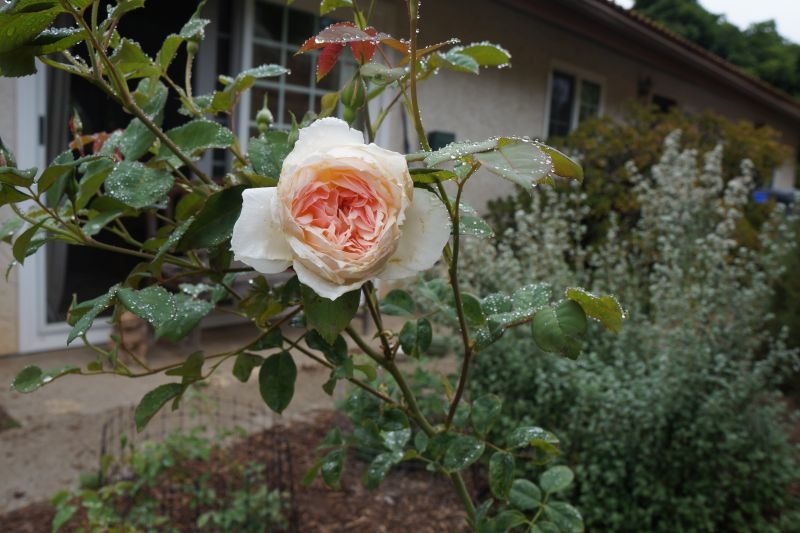 'Sweet Frances' rose photo