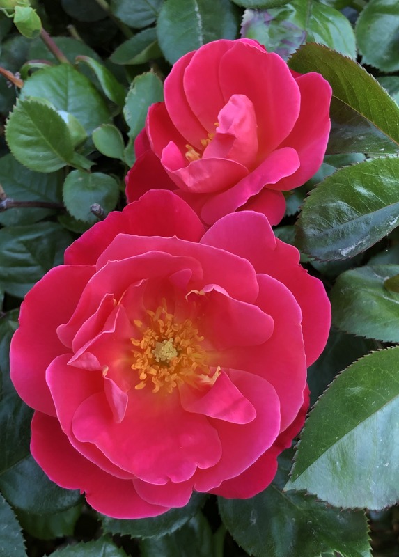 'Pink Brick House™' rose photo