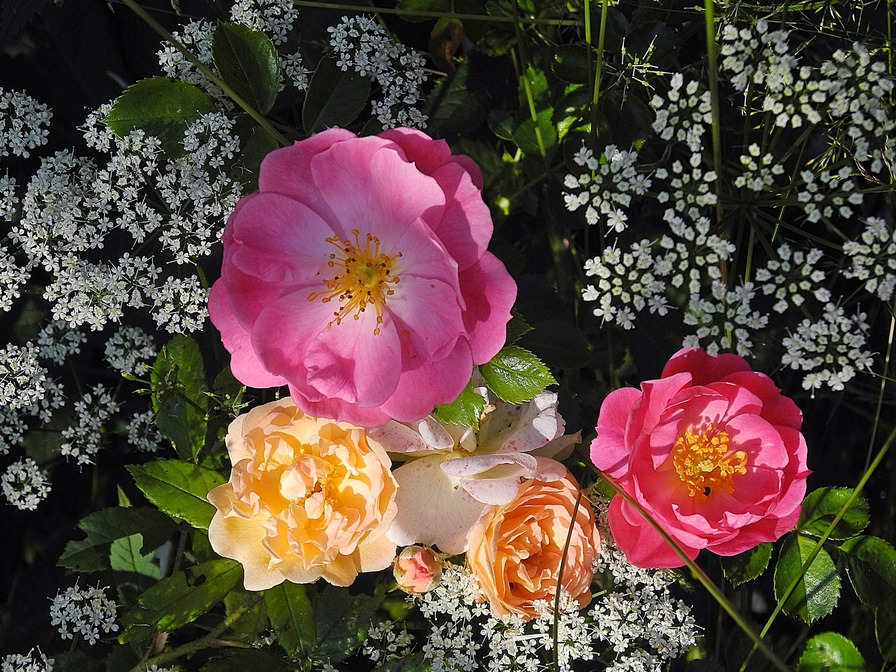 'Rose Garden In Bordesholm/Northern Germany'  photo