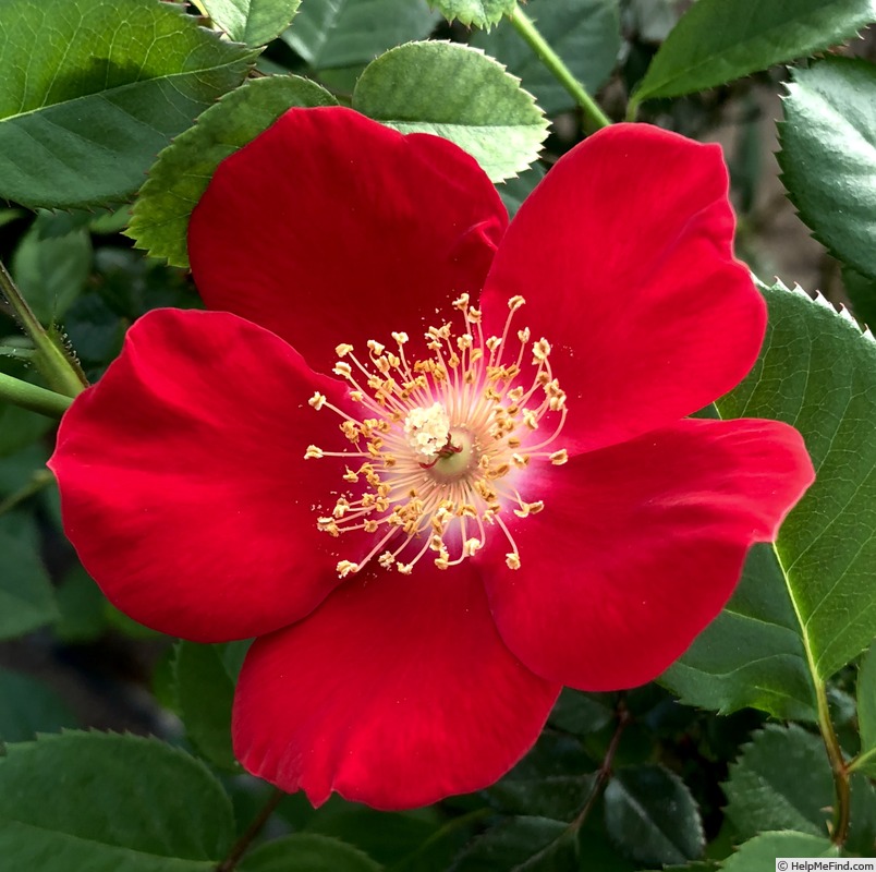 'L56-1' rose photo