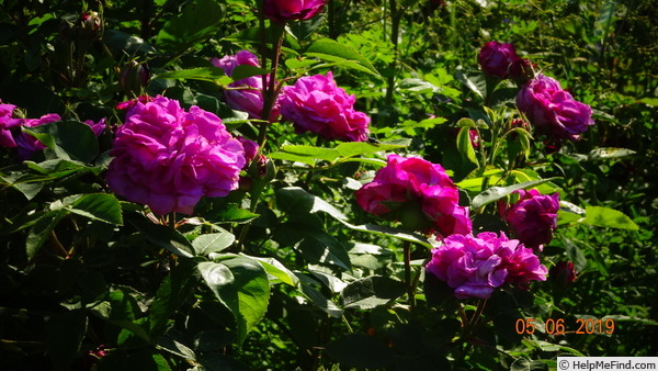 'Reine des Violettes (hybrid perpetual, Mille-Mallet 1860)' rose photo
