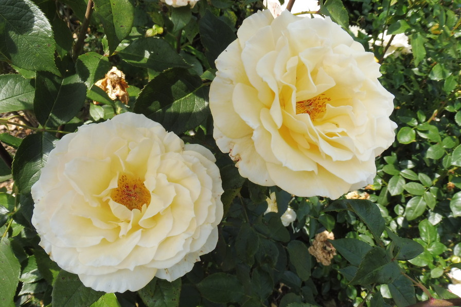 'Christophe Dechavanne ®' rose photo