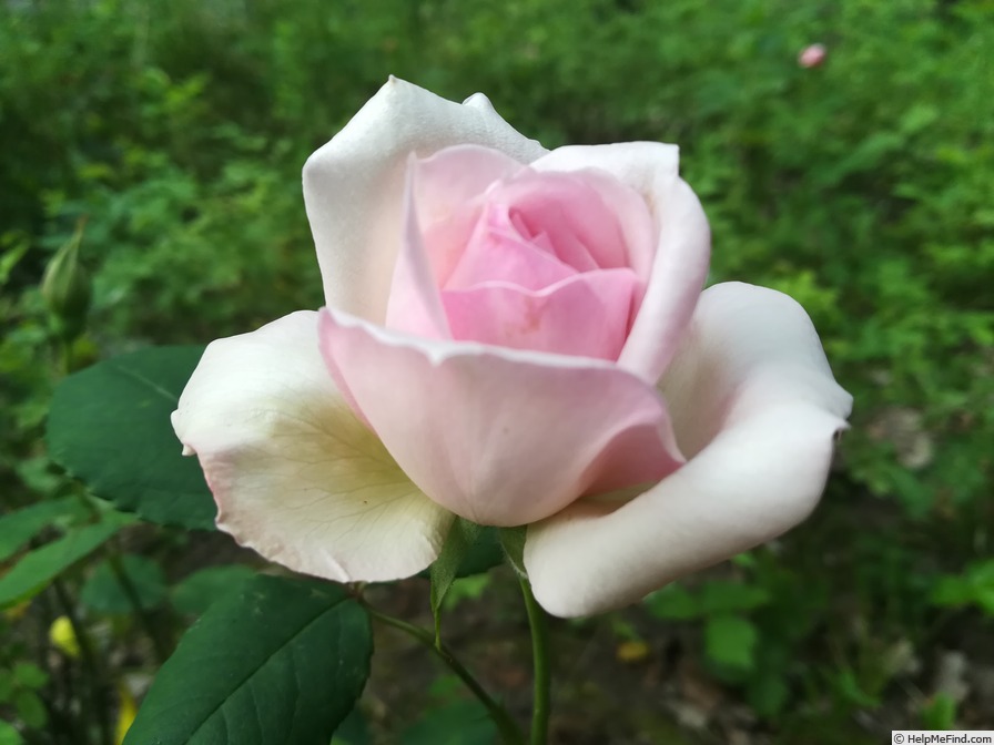 'Duchesse de la Mothe-Houdancourt' rose photo