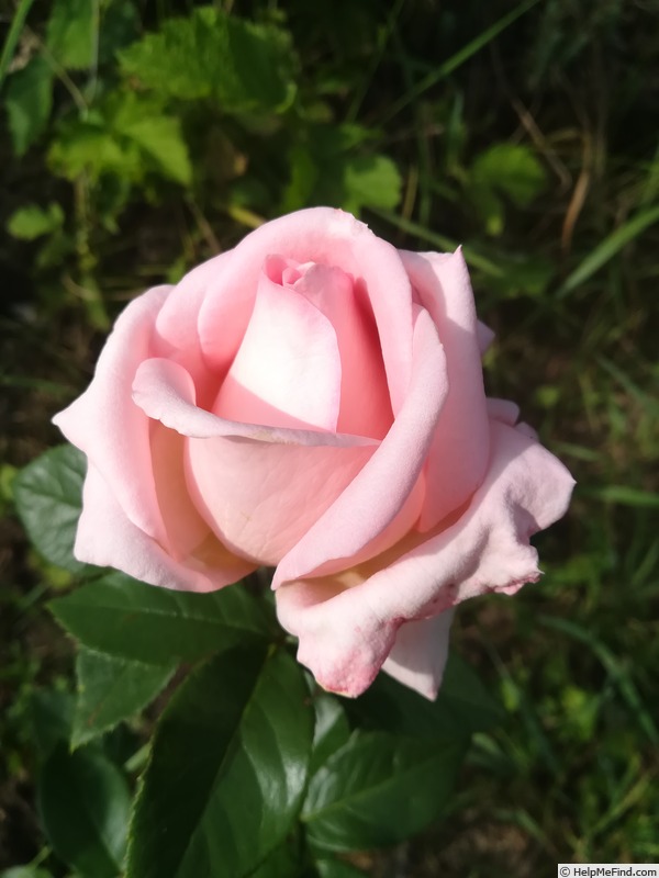 'Bon Soir' rose photo