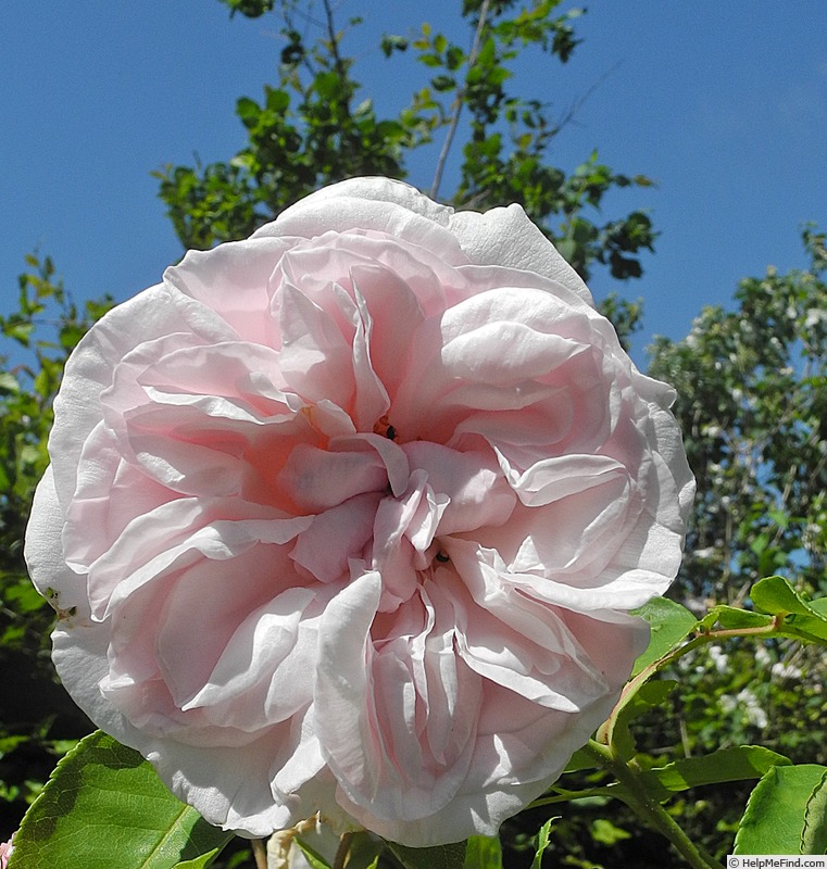 'Malmaison, Cl.' rose photo