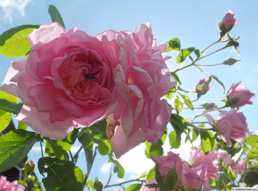 'Ispahan (damask, Unknown, before 1827)' rose photo