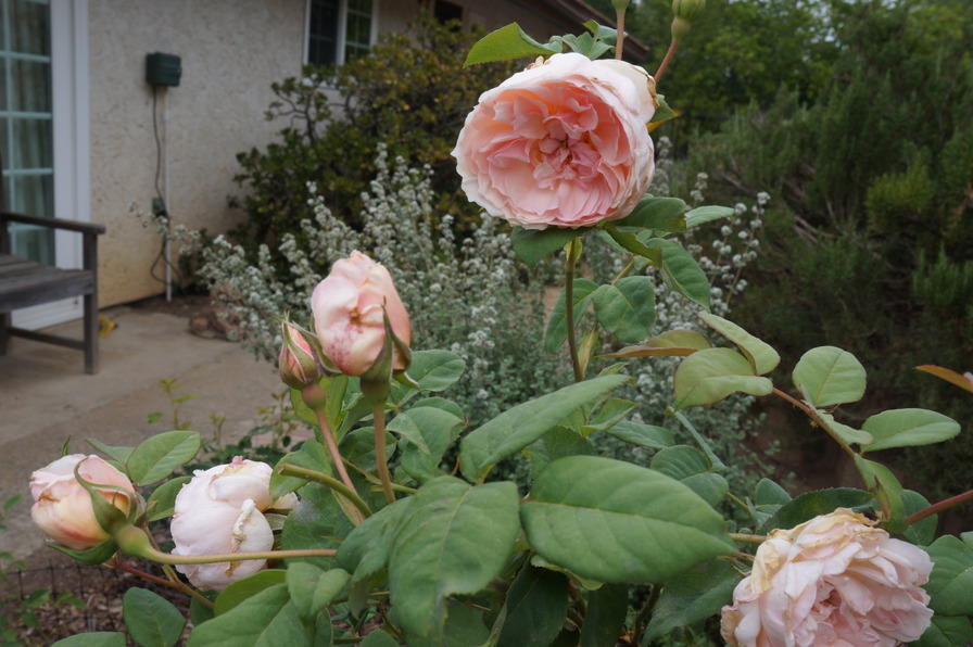 'Sweet Frances' rose photo