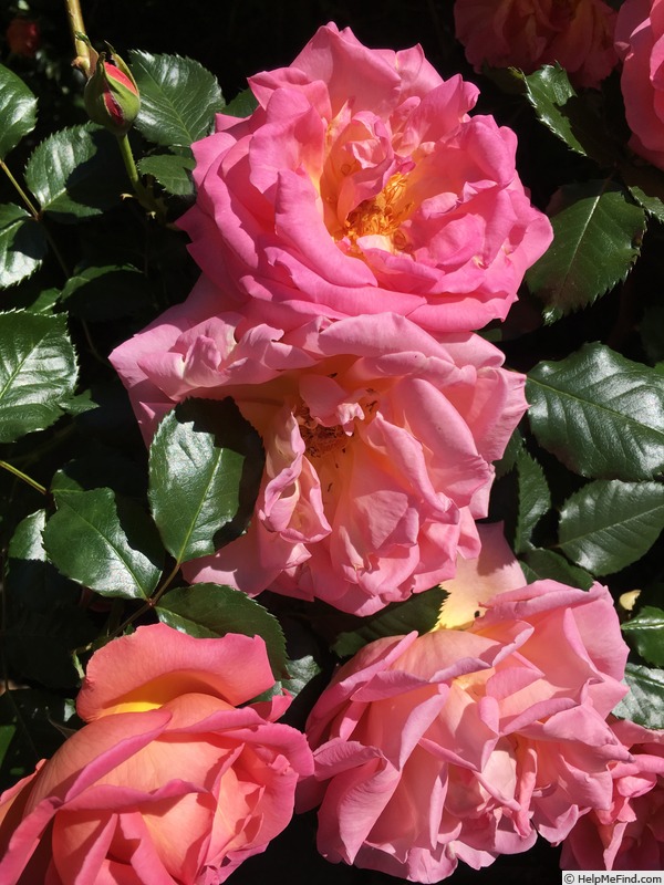 'Shot Silk, Cl. (cl. pernetiana, Knight, 1931)' rose, click to enlarge 'Shot Silk, Cl. (cl. pernetiana, Knight, 1931)' rose photo