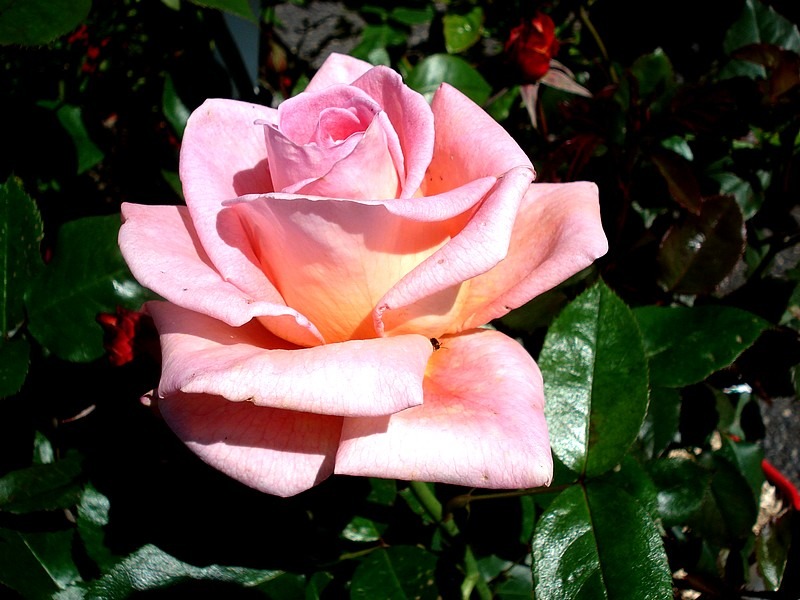 'La Côte d'Émeraude®' rose, click to enlarge 'La Côte d'Émeraude®' rose photo