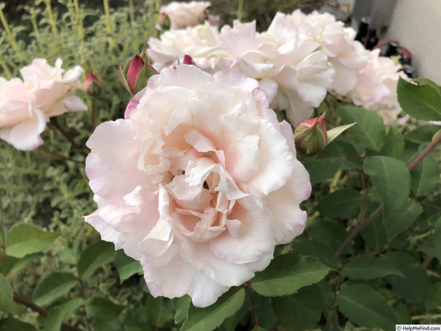 'Belinda's Blush™' rose photo