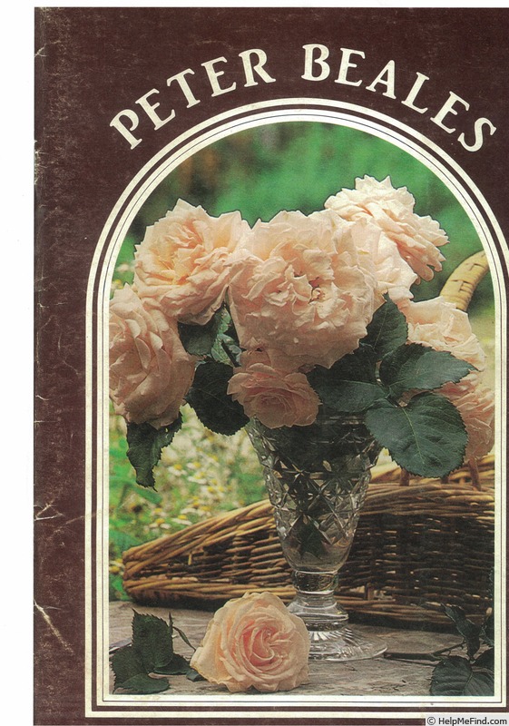 'Anna Pavlova (hybrid tea, Beales, 1981)' rose photo